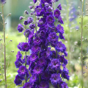 and leafy green foliage.