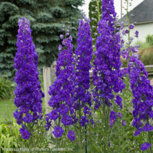 Double Purple Delphinium purple flowers on the flower spike.