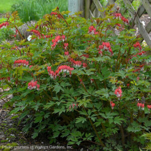 Valentine Bleeding Heart bushy plant with arching stems of red and white heart-shaped blooms.