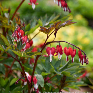 Valentine Old-fashioned bleeding heart blooms of red and white