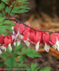 Red Bleeding Heart heart-shaped blooms of red and white on a cascading branch.