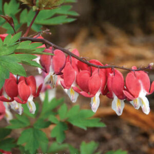 Red Bleeding Heart heart-shaped blooms of red and white on a cascading branch.