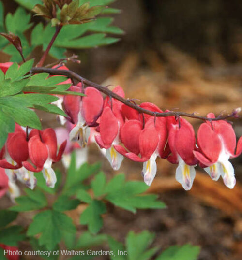 Red Bleeding Heart heart-shaped blooms of red and white on a cascading branch.