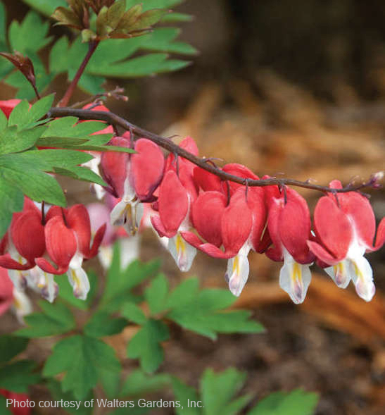 Red Bleeding Heart | Dicentra spectabilis 'Valentine'