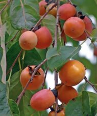 American Persimmon Tree branches laden with reddy orange persimmon fruit.