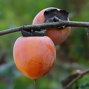 American persimmon tree | Diospyros virginiana American Persimmon Tree fruit - a single redish orange specimen.