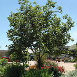 Common persimmon tree | Diospyros virginiana Common Persimmon Tree with an upright habit