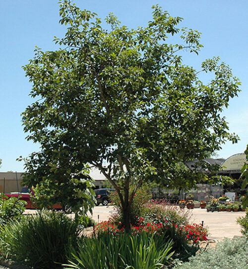 Common persimmon tree | Diospyros virginiana Common Persimmon Tree with an upright habit