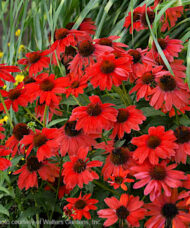 Sombrero Salsa Red Echinacea flowers with red blooms and long
