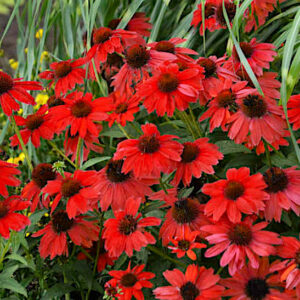 Sombrero Salsa Red Echinacea flowers with red blooms and long