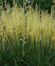 Glow Sticks Tall Fescue dark green foliage