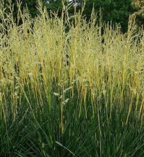 Glow Sticks Tall Fescue dark green foliage