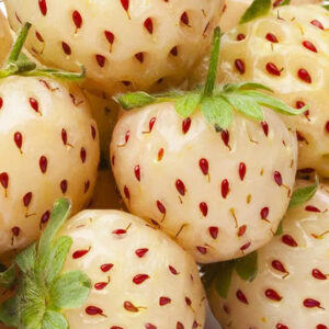 and a white strawberry flower.