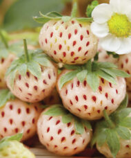 A handful of White Strawberry fruit with red seeds