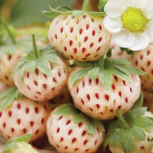 A handful of White Strawberry fruit with red seeds