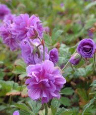 Geranium himalayense 'Birch's Double' ('Plenum')