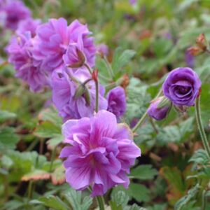 geranium-himalayense-birch_s-double-cranesbill