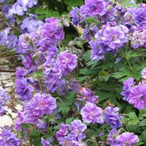 geranium-himalayense-birch_s-double-lilac-cranesbill