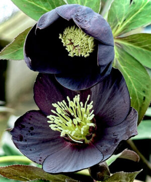 Black Diamond Lenten Rose dark-petalled blooms.