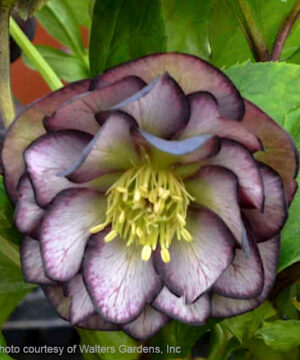 Black tie affair hellebore | Helleborus black tie affair Black Tie Affair Hellebore fully double bloom of cream with dark black currant edges and reverses.