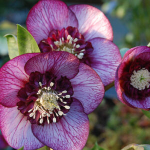 Cherry blossom hellebore | Helleborus cherry blossom Cherry Blossom Hellebore perennial with three blooms.