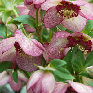 Cherry blossom hellebore | Helleborus cherry blossom nodding blooms Cherry Blossom Hellebore nodding pink blooms with cherry-red picotee edging and red centres.