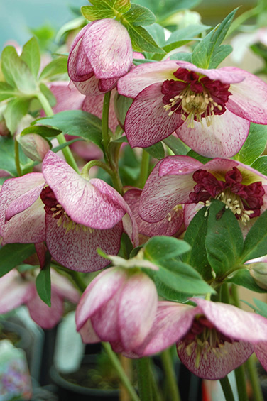 Cherry blossom hellebore | Helleborus cherry blossom nodding blooms Cherry Blossom Hellebore nodding pink blooms with cherry-red picotee edging and red centres.