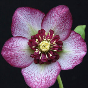 Cherry blossom lenten rose | Helleborus cherry blossom Cherry Blossom Lenten Rose pink blooms with cherry-red picotee edging and red centres.