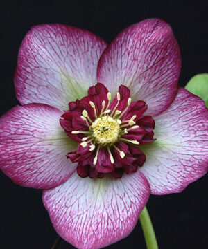 Cherry blossom lenten rose | Helleborus cherry blossom Cherry Blossom Lenten Rose pink blooms with cherry-red picotee edging and red centres.