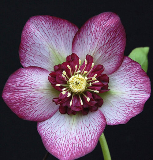 Cherry blossom lenten rose | Helleborus cherry blossom Cherry Blossom Lenten Rose pink blooms with cherry-red picotee edging and red centres.