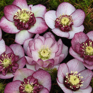Cherry blossom lenten rose | Helleborus cherry blossom flowers A display of Cherry Blossom Lenten Rose pink blooms with cherry-red picotee edging and red centres.