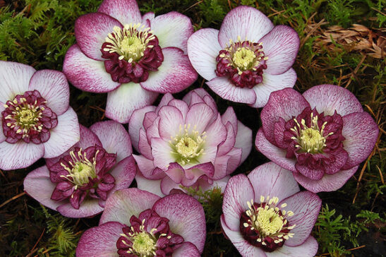 Cherry blossom lenten rose | Helleborus cherry blossom flowers A display of Cherry Blossom Lenten Rose pink blooms with cherry-red picotee edging and red centres.