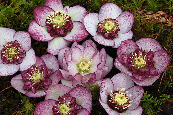 Cherry Blossom Lenten Rose | Helleborus 'Cherry Blossom'