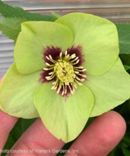 Irish Luck Lenten Rose green-petaled bloom with a burgundy centre.