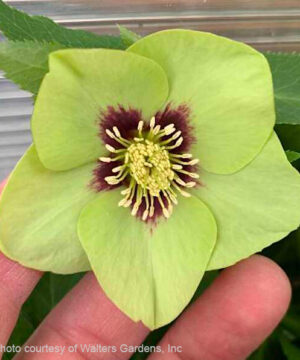Irish Luck Lenten Rose green-petaled bloom with a burgundy centre.