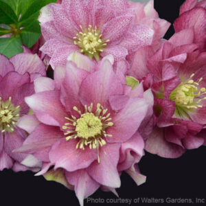 Maid of Honor Lenten Rose double pink flowers.