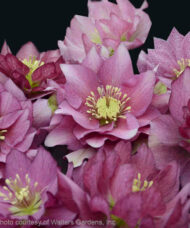 Maid of Honor Lenten Rose double flowers in shades of pink.