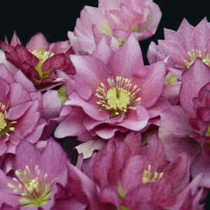 Maid of Honor Lenten Rose double flowers in shades of pink.
