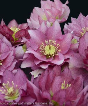 Maid of Honor Lenten Rose double flowers in shades of pink.