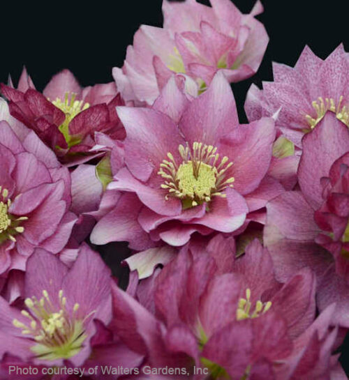 Maid of Honor Lenten Rose double flowers in shades of pink.