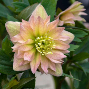 Mother of the Bride Lenten Rose double bloom in shades of apricot