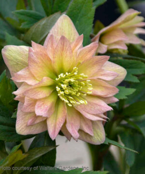 Mother of the Bride Lenten Rose double bloom in shades of apricot