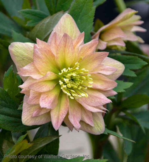 Mother of the Bride Lenten Rose double bloom in shades of apricot