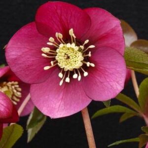 Ruby Wine Lenten Rose single open wine red bloom.
