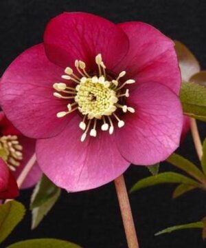 Ruby Wine Lenten Rose single open wine red bloom.