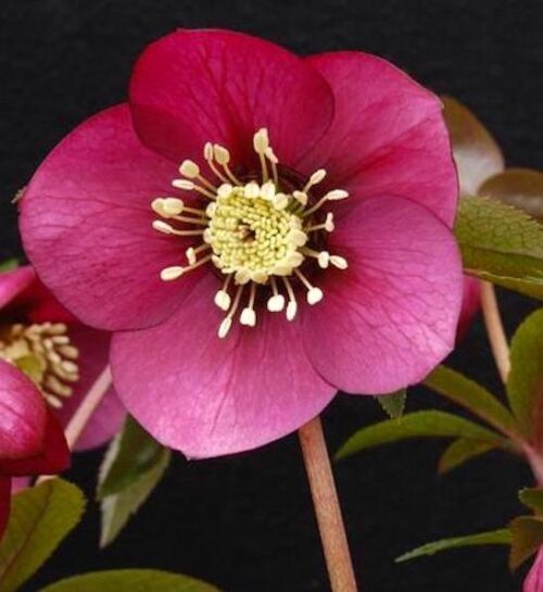 Ruby Wine Lenten Rose single open wine red bloom.