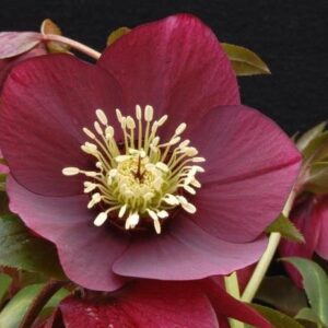 Ruby Wine Red Hellebore  wine red blooms.