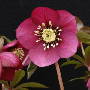 Ruby Wine Red Lenten Rose nodding blooms.