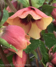 Sandy Shores Lenten Rose pale apricot nodding blooms with a rosy pink colour on the back of the petals.