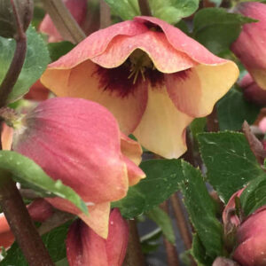 Sandy Shores Lenten Rose pale apricot nodding blooms with a rosy pink colour on the back of the petals.